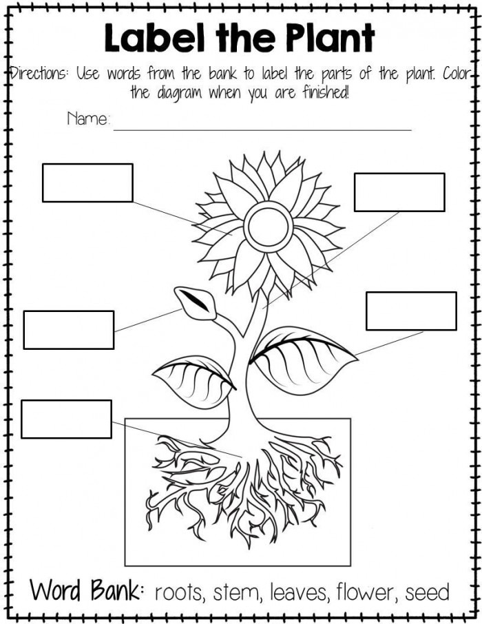 Parts Of A Plant Worksheets 99Worksheets