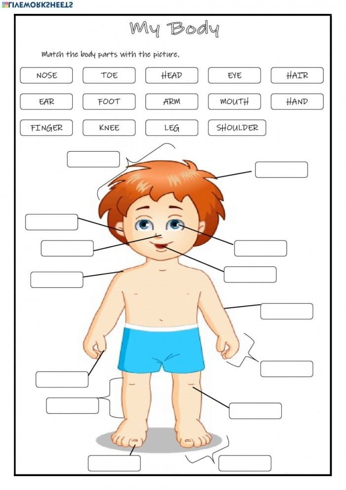 My Body Body Parts Worksheet Worksheets 99Worksheets