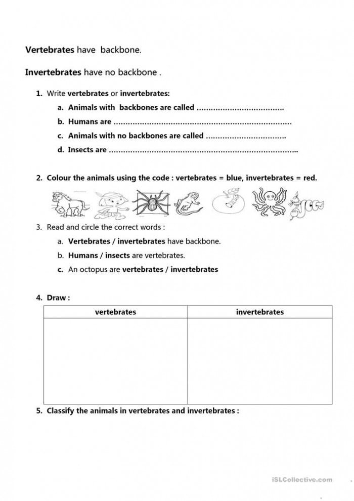 Vertebrates And Invertebrates