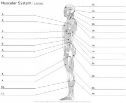 Human Anatomy: Muscles