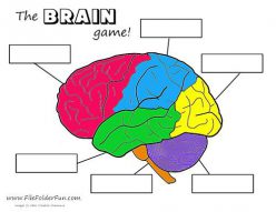 Regions Of The Brain