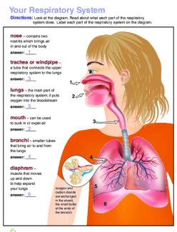 How We Breathe: Awesome Anatomy