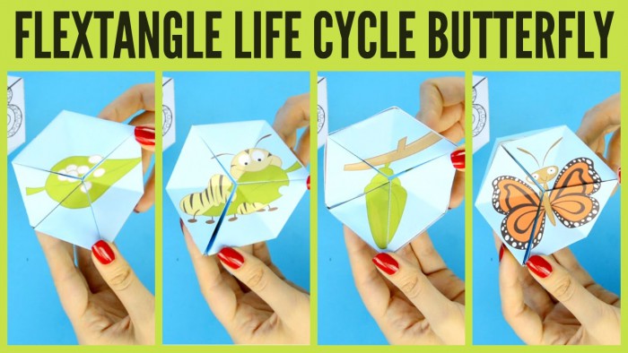 Butterfly Life Cycle Paper Toy Template