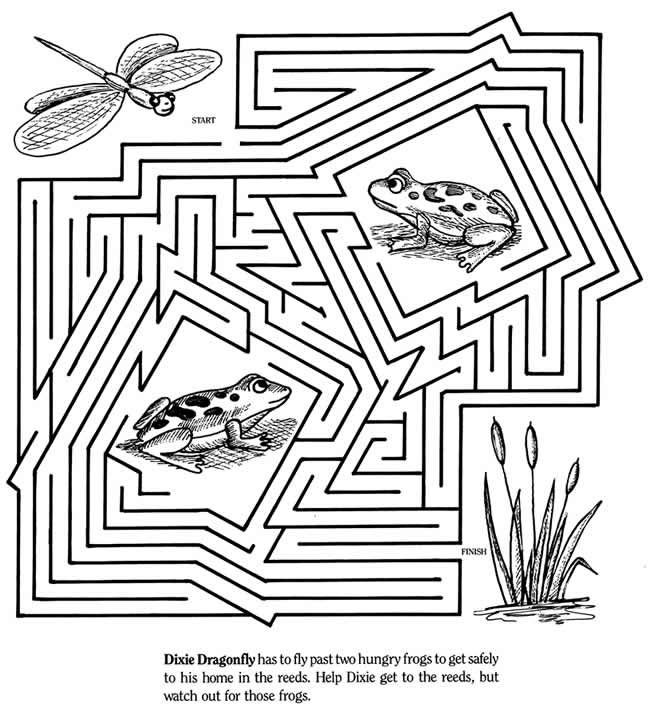 Dragonfly And Frog Maze With Images