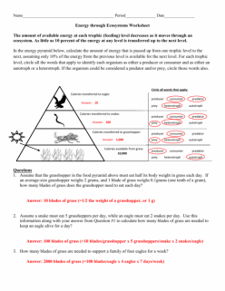 Trophic Level Pyramid