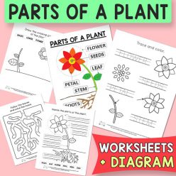 Missing Letters: Parts Of A Plant