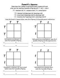 Punnett Squares