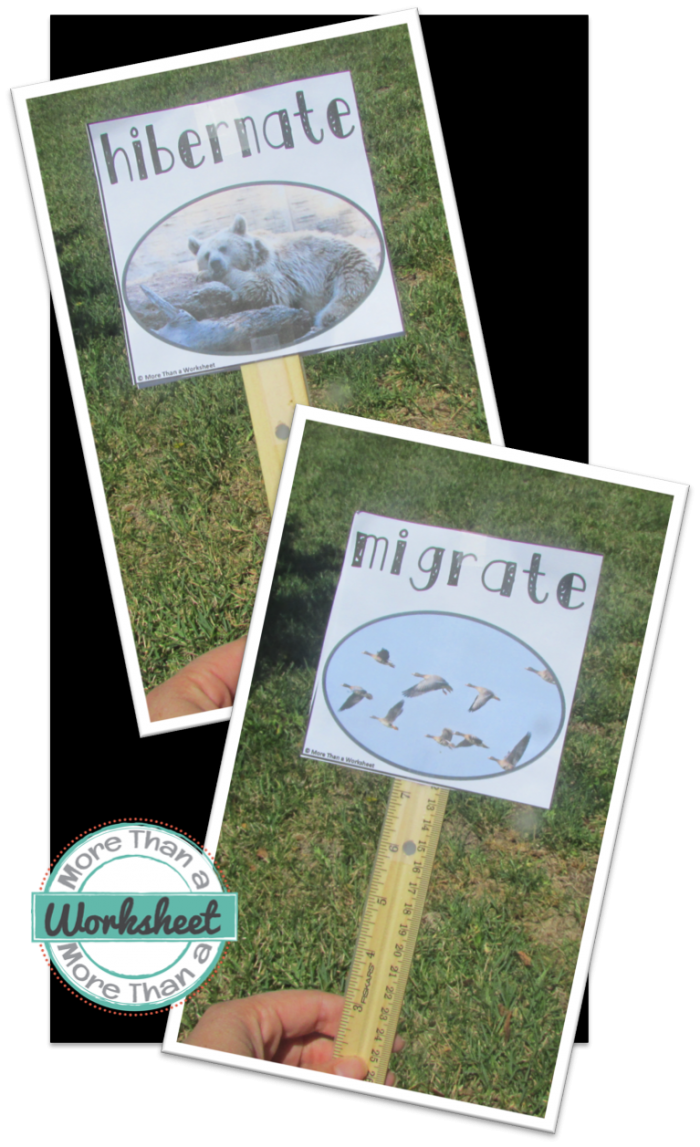 Migratehibernatea Simple Science Game To Get Your Students