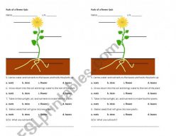 Parts Of A Seed: Quiz