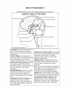 Human Anatomy: Brain