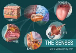 Human Anatomy: Sense Of Touch