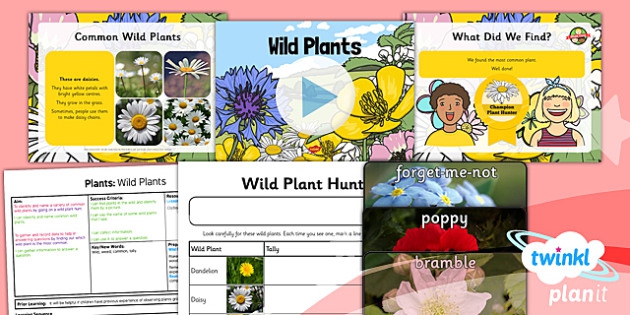 Science Plants Wild Plants Year  Lesson Pack