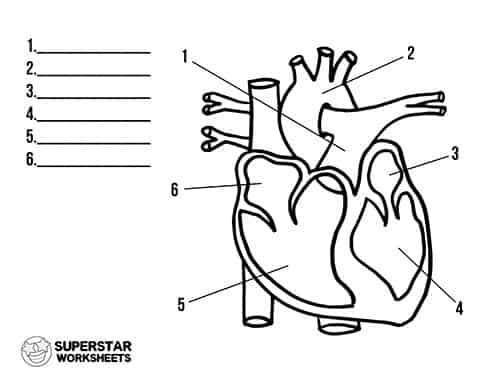 heart-anatomy-worksheets-99worksheets