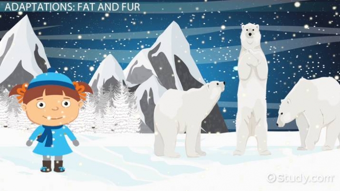 Polar Bear Adaptations Lesson For Kids