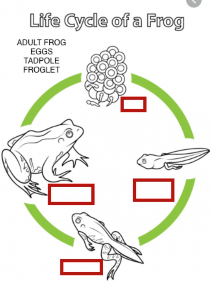 Life Cycle Of A Frog Worksheets 99Worksheets