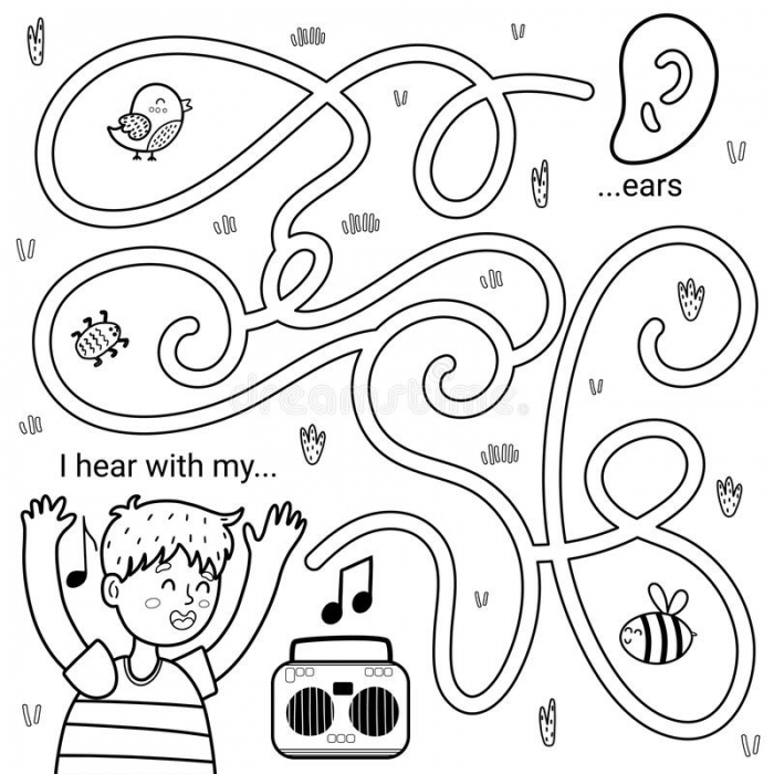 Senses Ears Stock Illustrations   Senses Ears Stock