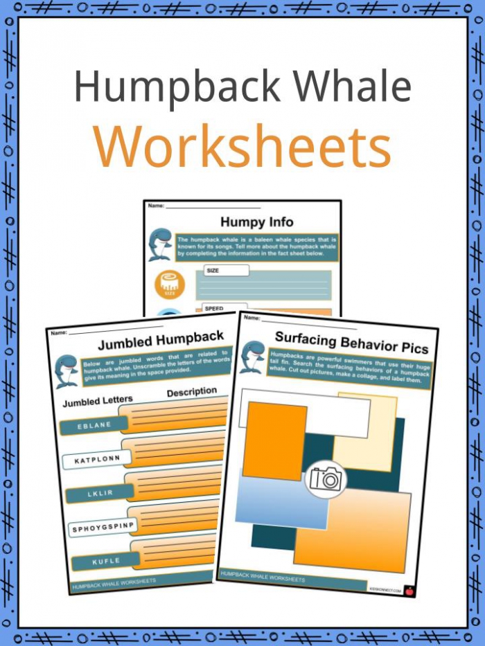 Humpback Whale Facts  Worksheets   Anatomy For Kids