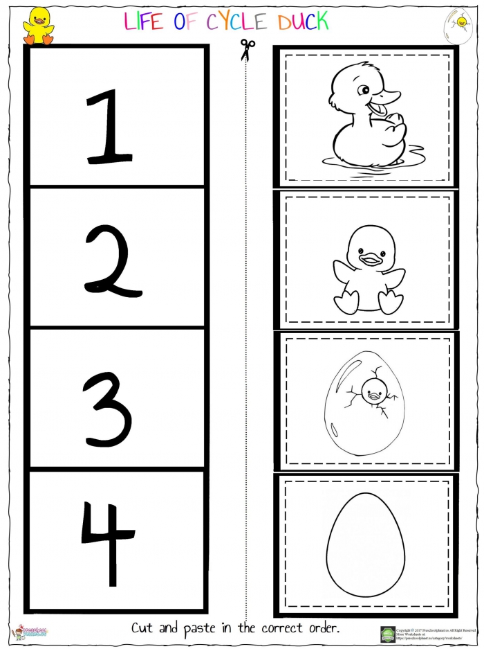 Life Of Cycle Duck Worksheet  Preschoolplanet