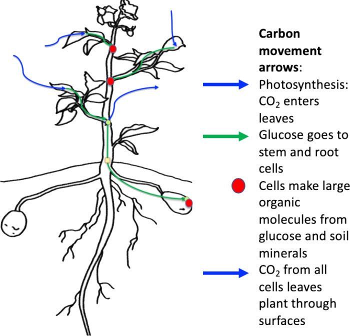 Plants